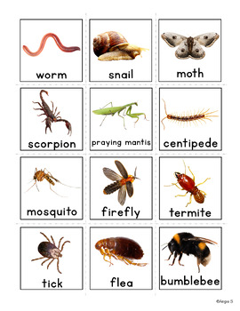 Insects Bugs Communication Picture Cards for Non Verbal Students Autism ...