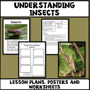Preview of Insects - Characteristics of Animals Leson Plan, Photos, Poster