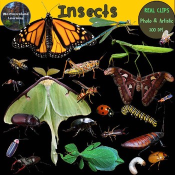 Preview of Insects Clip Art Real Clips Photo & Artistic Digital Stickers 44 Images