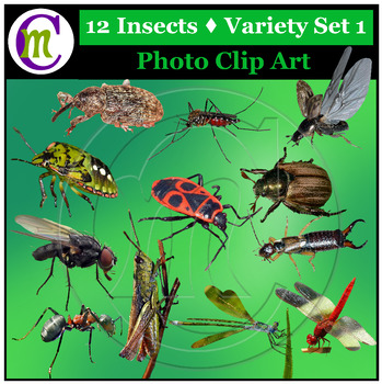 Preview of Insects Clip Art Variety Set 1 Photo Clipart