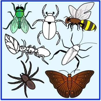 Insects Clipart by The Cher Room | Teachers Pay Teachers