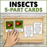 Insects Definition | Insects 5-Part Cards | Montessori-ins
