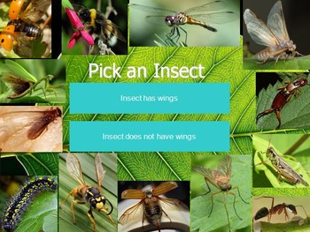 Preview of Identifying Insects Dichotomous Key