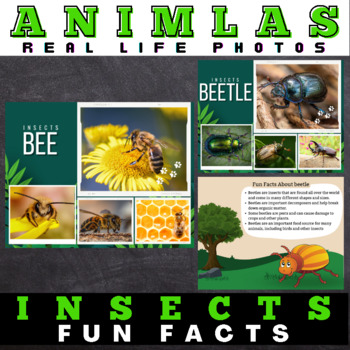 Preview of Insects : Facts with Real Life Photos - Google Slides™ Included