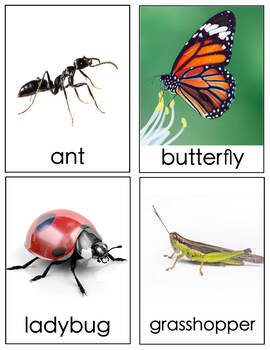 Insects Flashcards By Moments Of Learning Teachers Pay Teachers