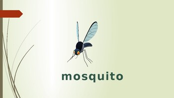 Preview of Insects Flashcards with Pictures and Words