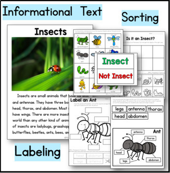 Insects Kindergarten Science NGSS + Digital Boom Cards™ | TpT