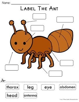 Insects Bugs and Spiders Labeling Center Activities | TpT
