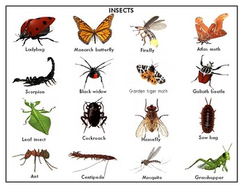 Insects : Mini Silhouette Matching Cards by Green Tree Montessori Materials