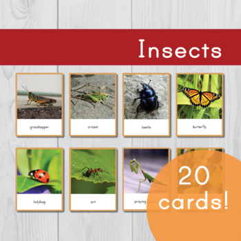 Preview of Insects • Montessori Three Part Cards • Flash Cards