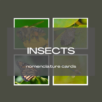 Preview of Insects Nomenclature Cards
