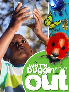 Preview of Insects - Nonfiction Activities