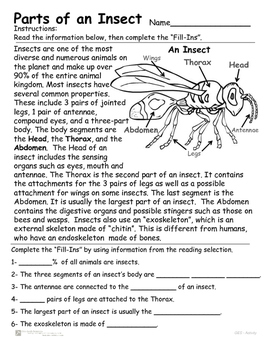 Preview of Insects - Parts of an Insect - Reading, Identifying  and Coloring activity