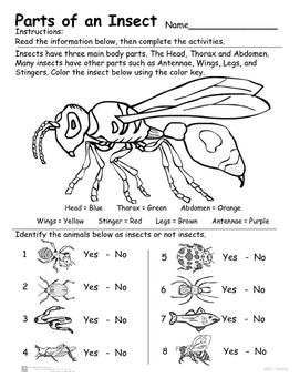 Insects - Parts of an Insect - Reading, Identifying and Coloring activity