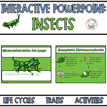 Preview of Insect Activities