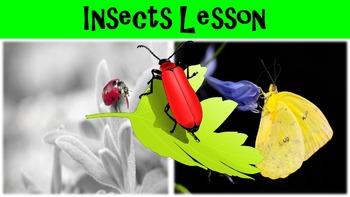 Preview of Insects Lesson with Power Point, Worksheet, and Word Search