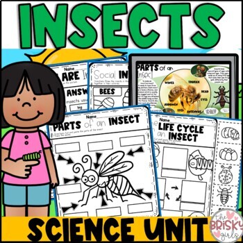 Preview of Insects Preschool | Insects and Bugs Preschool
