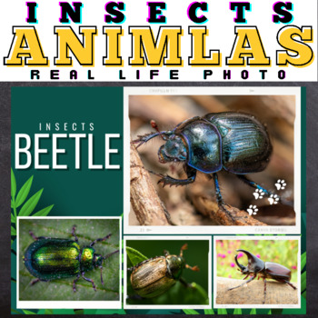 Preview of Insects : Real Life Photos - Google Slides™ Included