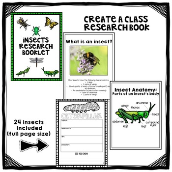 Insects Research by A Classroom for All Seasons | TPT