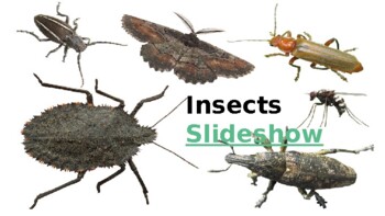 Preview of Insects Slideshow: Outdoor Activities & Information