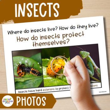 Preview of Insects Study Real Photos for The Creative Curriculum