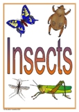Insects Title Pages - 3 Different Designs - Cover Pages