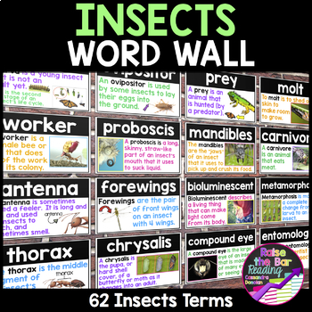 Preview of Insects Word Wall - Bugs and Insects Vocabulary Terms for an Insects Unit