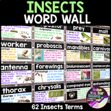 Insects Word Wall - Bugs and Insects Vocabulary Terms for 
