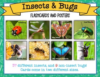 Preschool word wall c 11 Laminated Bugs and Insects Picture and Word Flashcards 