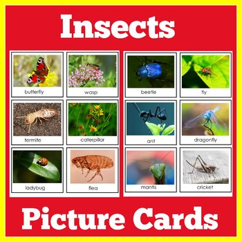 preschool maths sorting outdoor learning 72 BACKYARD BUGS minibeasts insects 