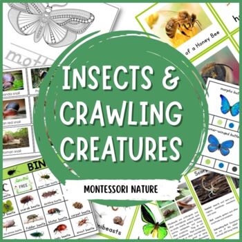 Preview of Insects and Crawling Creatures Preschool Pack