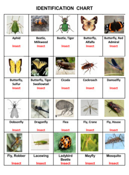 Insects and Relatives Crossword Puzzles by Ah Ha Lessons TpT