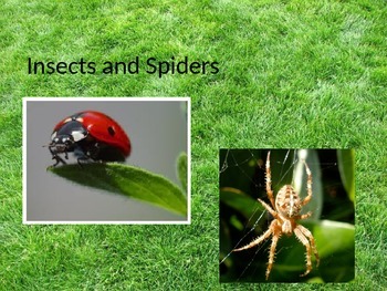 Preview of Insects and Spiders
