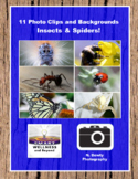 Insects and Spiders Real Photos Clip Art and Backgrounds