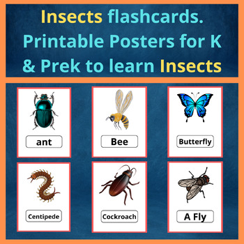 Insects flashcards. Printable Posters for K & Prek to learn Insects