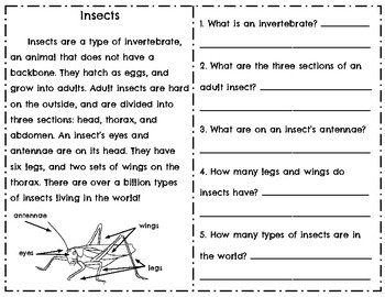 insects essay for class 1