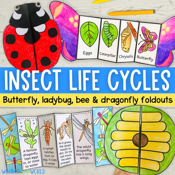 Preview of Insects life cycles foldable activities butterfly, honey bee, ladybug, dragonfly