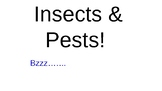 Insects ppt