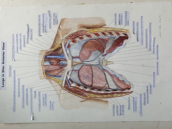 Preview of Inside Anatomy