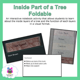 Inside Part of A Tree Trunk Foldable and Lesson Presentation