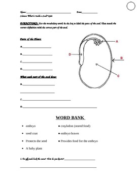 Inside a Seed Worksheet by Ciano's Classroom Creations | TpT