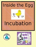 Inside the incubating egg. A day by Day Flipbook