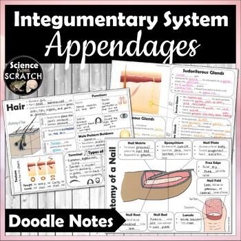Integumentary System Appendages Doodle Notes (Hair, Glands, Nails)