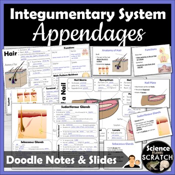 Preview of Skin Appendages Doodle Notes &  PPT Slides | Hair, Glands, Nails | Integumentary