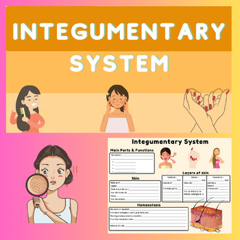 Preview of Integumentary System Bundle