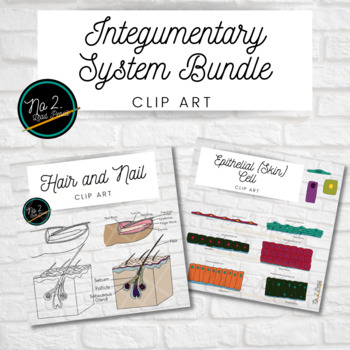 Preview of Integumentary System Clip Art (epithelial cells + hair/nail set)