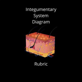 Preview of Integumentary System Diagram Rubric