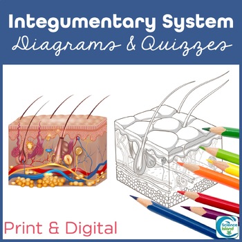 Preview of Integumentary System Diagram and Quiz - Skin Anatomy Activity