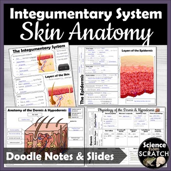 Preview of Integumentary System Doodle Notes: Skin Anatomy and Layers