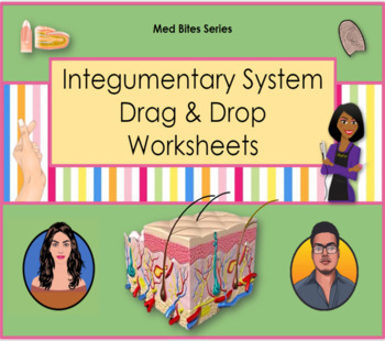 Preview of Integumentary System - Drag & Drop Worksheets (Med Bites Series)